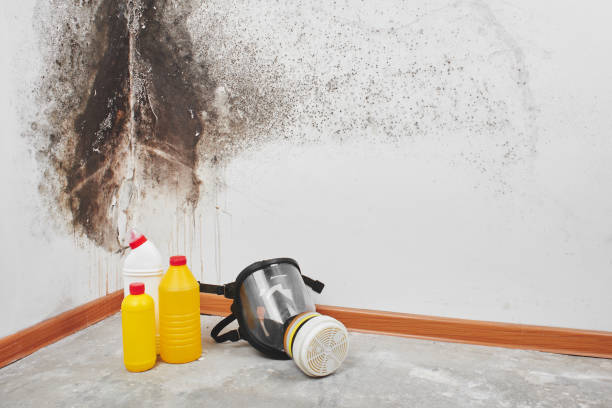 Best Attic Mold Removal  in College Station, TX