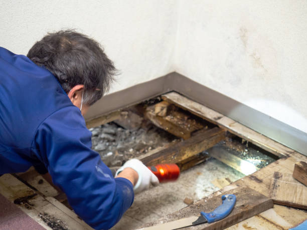 Best Mold Removal Near Me  in College Station, TX