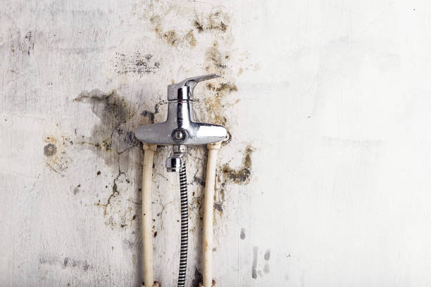 Best Professional Mold Removal  in College Station, TX