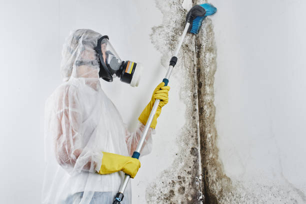 Best Mold Testing  in College Station, TX