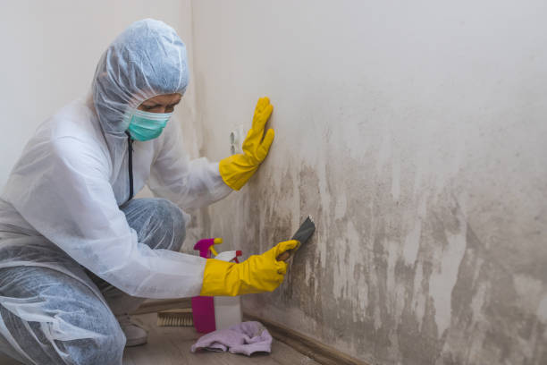 Mold Removal Process in College Station, TX