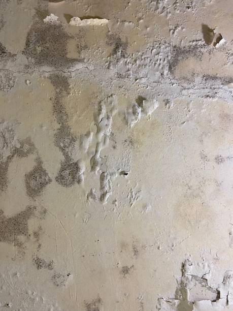 Best Black Mold Removal  in College Station, TX
