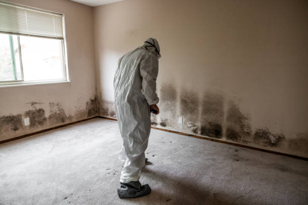 Reliable College Station, TX Mold Removal Solutions