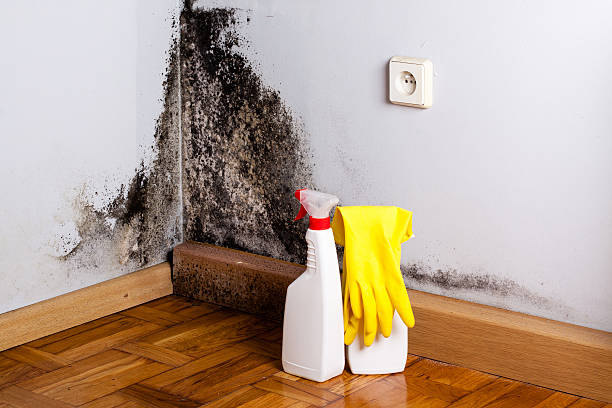 Best Same-Day Mold Removal  in College Station, TX