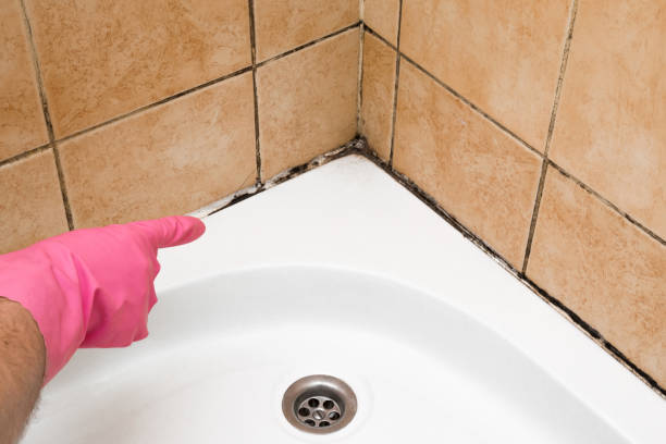 Best Best Mold Removal Companies  in College Station, TX